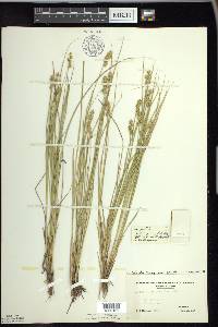 Carex echinata image