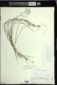 Carex echinata image