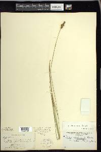 Carex echinata image