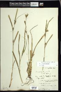 Carex grisea image