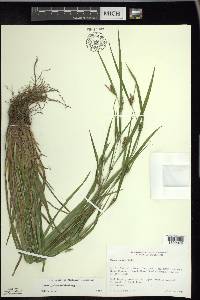 Carex grisea image