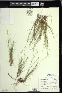 Carex eburnea image