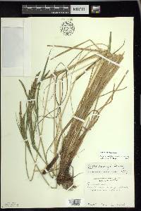 Carex emoryi image