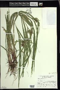 Carex grayi image