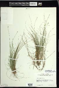 Carex eburnea image