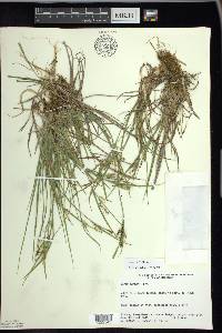 Carex garberi image