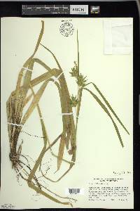 Carex folliculata image