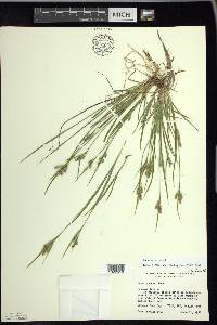 Carex garberi image