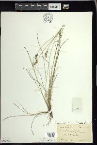 Carex echinata image