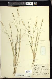 Carex echinata image