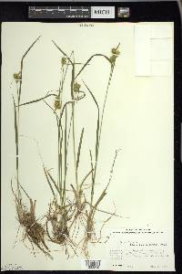 Carex flava image