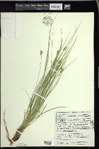 Carex echinata image