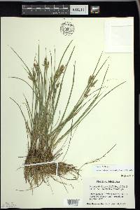 Carex garberi image