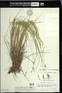 Carex echinata image