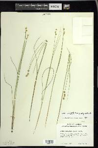 Carex echinata image