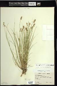 Carex echinata image