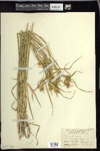 Carex flava image