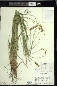 Carex foenea image