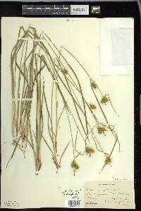 Carex flava image