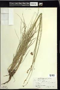 Carex foenea image