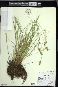 Carex flava image