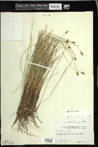 Carex exilis image