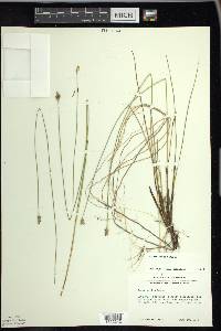 Carex exilis image