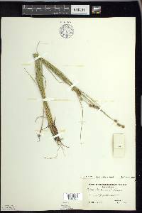 Carex echinata image