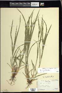 Carex grisea image