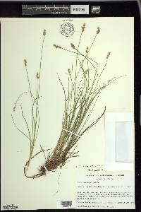 Carex echinata image