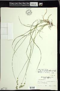 Carex foenea image