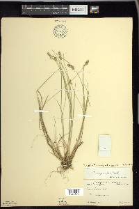 Carex echinata image