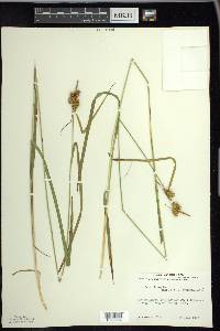 Carex flava image