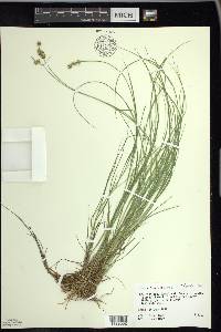 Carex echinata image