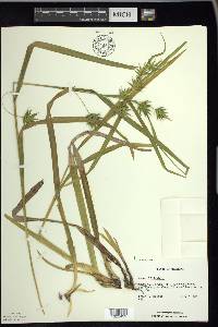 Carex folliculata image