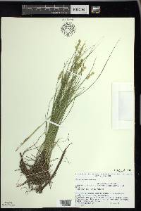 Carex echinata image