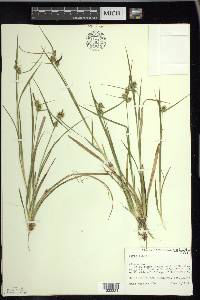 Carex flava image