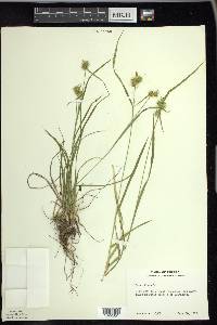 Carex flava image