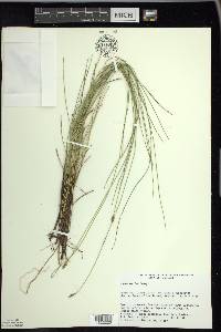 Carex exilis image