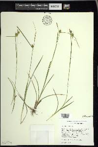 Carex flava image