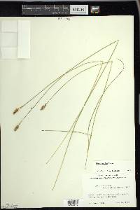 Carex exilis image