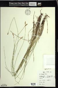 Carex exilis image