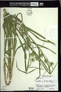 Carex folliculata image