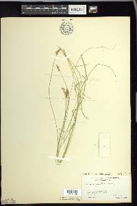 Carex echinata image