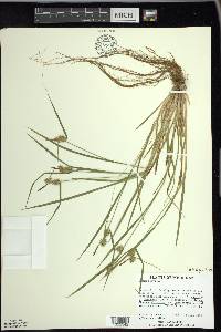 Carex flava image