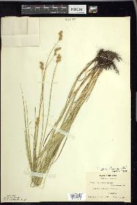 Carex festucacea image