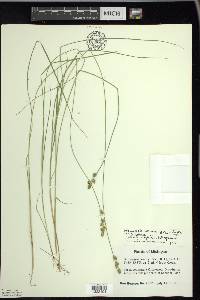 Carex echinata image