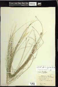 Carex echinata image