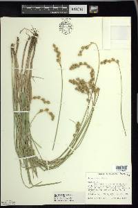 Carex foenea image