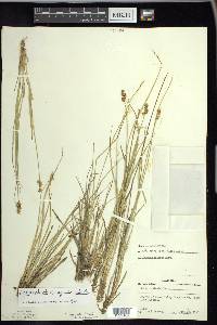 Carex echinata image